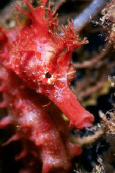 Red sea-horse. This is one of the most beautiful I've eve... by Arthur Telle Thiemann 